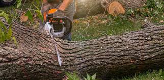 Best Lawn Grading and Leveling  in Pine Mountain Lake, CA