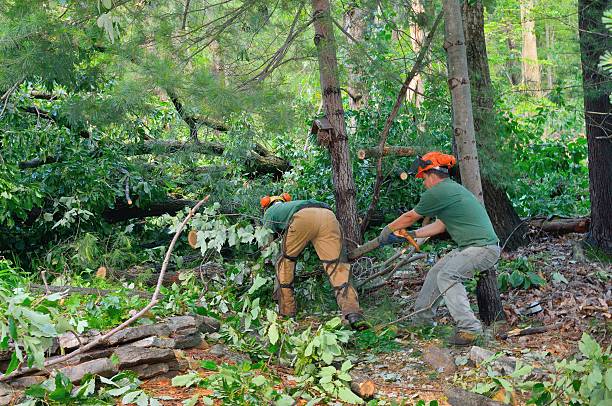 Best Tree Trimming and Pruning  in Pine Mountain Lake, CA