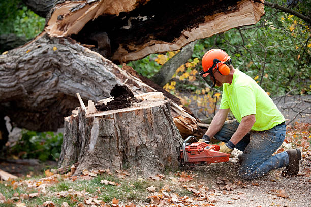 Best Storm Damage Tree Cleanup  in Pine Mountain Lake, CA
